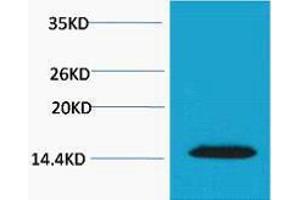 Western Blotting (WB) image for anti-H2A Histone Family, Member X (H2AFX) (pThr120) antibody (ABIN3181351) (H2AFX Antikörper  (pThr120))