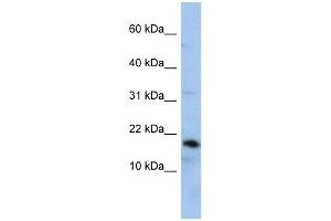 Lipocalin 1 antibody used at 1 ug/ml to detect target protein.