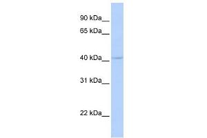 WB Suggested Anti-DPF3 Antibody Titration:  0. (DPF3 Antikörper  (Middle Region))