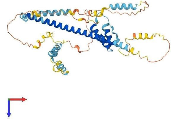 FEZ1 Protein (AA 1-392) (His tag)