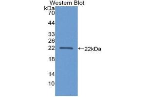 Western Blotting (WB) image for anti-Apolipoprotein A-I Binding Protein (APOA1BP) (AA 118-282) antibody (ABIN1866718)