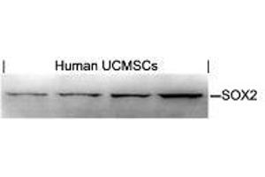 Western blot analysis of extracts from human Umbilical cord mesenchymal stem cell using SOX2. (SOX2 Antikörper  (AA 76-80))