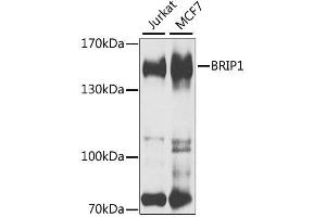 Western blot analysis of extracts of various cell lines, using BRIP1 antibody. (BRIP1 Antikörper  (AA 1-260))