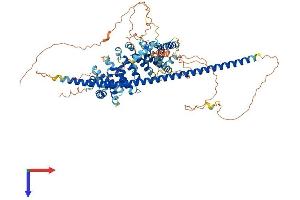 ATRIP Protein (AA 1-785) (His tag)