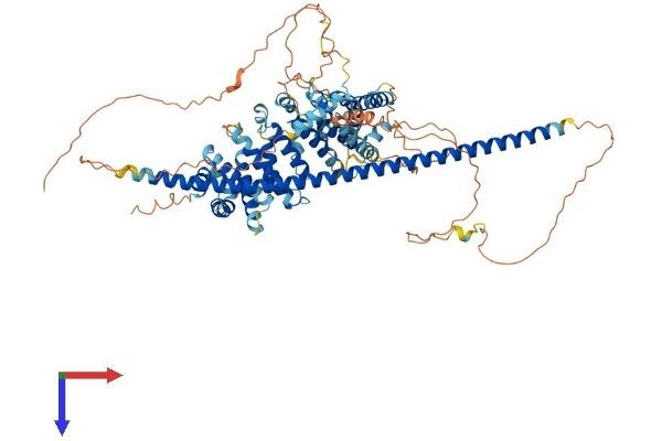 ATRIP Protein (AA 1-785) (His tag)