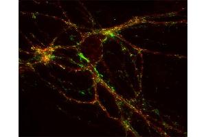 Indirect immunostaining of hippocampus neurons with anti-GABA-A receptor α1 (dilution 1 : 500; red) and mouse anti-synaptotagmin 1 (, dilution 1 : 500; green). (GABRA1 Antikörper  (N-Term))