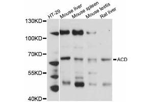 Western blot analysis of extracts of various cell lines, using ACD antibody (ABIN5997183) at 1:3000 dilution. (ACD Antikörper)