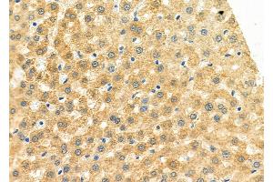 ABIN6264455 and ABIN6273151 at 1/100 staining Rat liver tissue by IHC-P. (Peroxiredoxin 5 Antikörper  (C-Term))