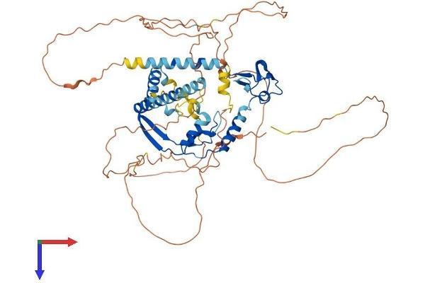 AXUD1 Protein (AA 1-589) (His tag)