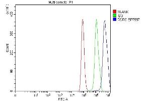 Flow Cytometry analysis of Hela cells using anti-ROR gamma/RORC antibody (ABIN7601098). (RORC Antikörper  (AA 286-511))