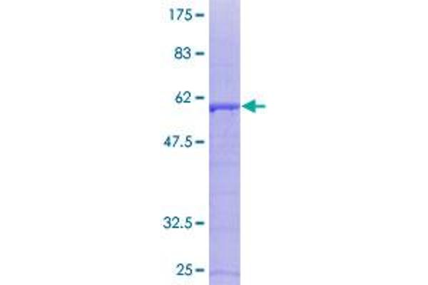 SDCBP Protein (AA 1-298) (GST tag)