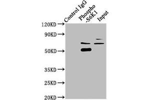 Immunoprecipitating Phospho-RPS6KB1 in Hela whole cell lysate Lane 1: Rabbit control IgG(1 μg)instead of ABIN7127746 in Hela whole cell lysate.