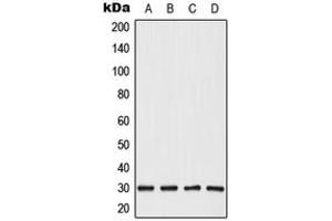 Western blot analysis of CBP86 expression in HepG2 (A), HeLa (B), SP2/0 (C), PC12 (D) whole cell lysates.