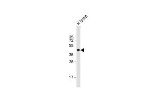 Anti-NI Antibody (N-term) at 1:1000 dilution + human brain lysate Lysates/proteins at 20 μg per lane. (NIPAL4 Antikörper  (N-Term))