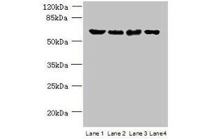 Western blot All lanes: POLR3C antibody at 2 μg/mL Lane 1: 293T whole cell lysate Lane 2: Hela whole cell lysate Lane 3: Mouse brain tissue Lane 4: THP-1 whole cell lysate Secondary Goat polyclonal to rabbit IgG at 1/10000 dilution Predicted band size: 61 kDa Observed band size: 61 kDa (POLR3C Antikörper  (AA 1-534))