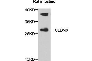 Western blot analysis of extract of various cells, using CLDN8 antibody. (CLDN8 Antikörper)