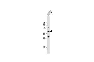 Anti-VEGF3 Antibody (N-term) at 1:1000 dilution + K562 whole cell lysate Lysates/proteins at 20 μg per lane.