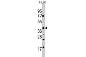 Western blot analysis of POU5F1 polyclonal antibody  in HL-60 cell line lysates (35 ug/lane). (OCT4 Antikörper  (Glu125))