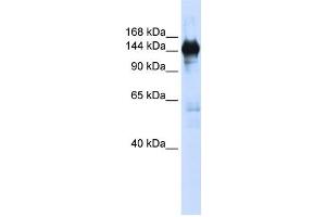 Western Blotting (WB) image for anti-Phosphoribosylformylglycinamidine Synthase (PFAS) antibody (ABIN2458991) (PFAS Antikörper)