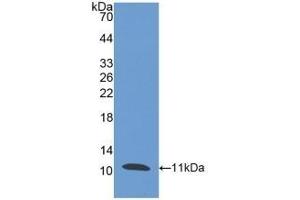 Detection of Recombinant PI3, Human using Polyclonal Antibody to Peptidase Inhibitor 3, Skin Derived (PI3) (PI3 Antikörper  (AA 41-117))