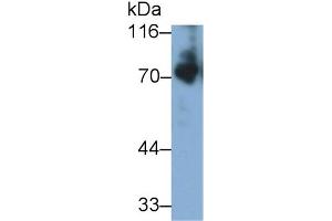 Detection of KNG1 in Mouse Serum using Polyclonal Antibody to Kininogen 1 (KNG1) (KNG1 Antikörper  (AA 22-379))