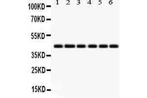 Anti- IDO1 Picoband antibody, Western blottingAll lanes: Anti IDO1  at 0. (IDO1 Antikörper  (N-Term))