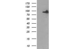 Western Blotting (WB) image for anti-Gephyrin (GPHN) antibody (ABIN1498428) (Gephyrin Antikörper)