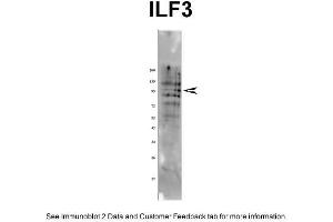 Western Blotting (WB) image for anti-Interleukin enhancer-binding factor 3 (ILF3) (N-Term) antibody (ABIN2780867)