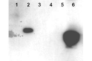 Image no. 1 for anti-High Mobility Group Nucleosome Binding Domain 1 (HMGN1) (AA 19-28), (pSer20), (pSer24) antibody (ABIN401321) (HMGN1 Antikörper  (pSer20, pSer24))