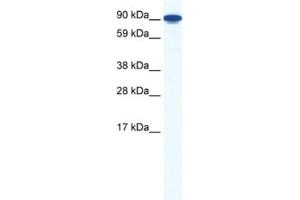 Western Blotting (WB) image for anti-Zinc Finger Protein 1, Y Linked (ZFY1) antibody (ABIN2461459) (ZFY1 Antikörper)