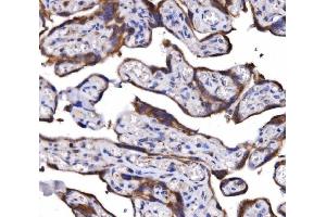 IHC analysis of COX6B1 using anti-COX6B1 antibody (ABIN7603206). (COX6B1 Antikörper  (N-Term))