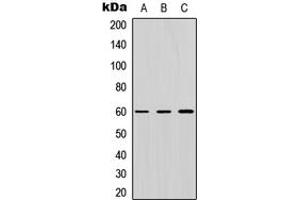 Western blot analysis of ZNF496 expression in HEK293T (A), Raw264. (ZNF496 Antikörper  (N-Term))