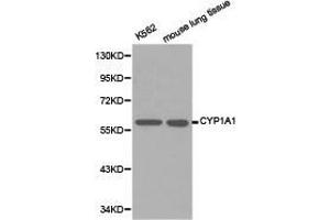Western Blotting (WB) image for anti-Cytochrome P450, Family 1, Subfamily A, Polypeptide 1 (CYP1A1) antibody (ABIN1872160) (CYP1A1 Antikörper)