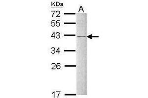 AP19041PU-N hnRNP-C1/C2 antibody staining of Raji whole cell lysate (30 µg) at 1/1000 dilution, 12% SDS PAGE.