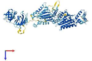NSF Protein (AA 1-744) (His tag)