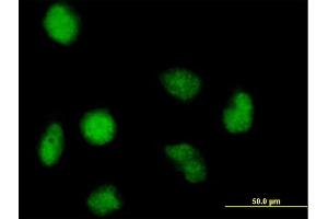 Immunofluorescence of purified MaxPab antibody to FAM50A on HeLa cell. (FAM50A Antikörper  (AA 1-339))