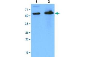 Western Blot analysis of Lane 1: HeLa and Lane 2: 293T cell lysates with PDZK1 monoclonal antibody, clone AT1A2 . (PDZK1 Antikörper  (AA 1-519))