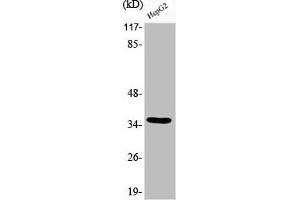 Western Blot analysis of HepG2 cells using Phospho-C/EBP β (T235) Polyclonal Antibody (CEBPB Antikörper  (pThr235))