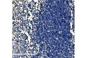 IHC analysis of SCF/KITLG using anti-SCF/KITLG antibody (ABIN5519022). (KIT Ligand Antikörper  (AA 26-190))