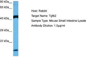 Host: Rabbit Target Name: TGFB2 Sample Tissue: Mouse Small Intestine Antibody Dilution: 1ug/ml (TGFB2 Antikörper  (Middle Region))