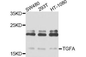 Western blot analysis of extracts of various cells, using TGFA antibody. (Pro-TGF-alpha Antikörper)