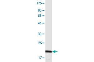 Western Blotting (WB) image for anti-Tumor Necrosis Factor Receptor Superfamily, Member 13B (TNFRSF13B) (AA 2-165) antibody (ABIN2752520)