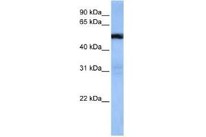 TRAF3IP3 antibody used at 1 ug/ml to detect target protein. (TRAF3IP3 Antikörper  (Middle Region))