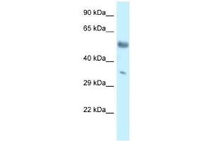 Western Blot showing Mkx antibody used at a concentration of 1. (MKX Antikörper  (C-Term))