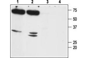 Western blot analysis of mouse (lanes 1 and 3) and rat (lanes 2 and 4) kidney membranes: - 1,2. (Aquaporin 7 Antikörper  (Intracellular, N-Term))