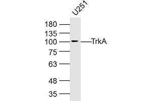 U251 lysates probed with TrkA Polyclonal Antibody, Unconjugated  at 1:300 dilution and 4˚C overnight incubation. (TRKA Antikörper  (AA 725-821))