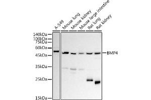 Western blot analysis of extracts of various cell lines, using BMP4 antibody (ABIN3022143, ABIN3022144, ABIN3022145 and ABIN6218628) at 1:1000 dilution. (BMP4 Antikörper  (AA 30-300))