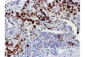 Image no. 3 for anti-WW Domain Containing Transcription Regulator 1 (WWTR1) antibody (ABIN1501763) (WWTR1 Antikörper)