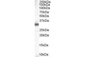 ABIN2563805 staining (1µg/ml) of Human Lung lysate (RIPA buffer, 35µg total protein per lane). (MCL-1 Antikörper  (C-Term))