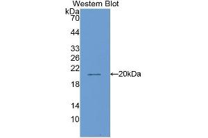 Western Blotting (WB) image for anti-Matrix Metallopeptidase 13 (Collagenase 3) (MMP13) (AA 287-449) antibody (ABIN1859848) (MMP13 Antikörper  (AA 287-449))